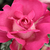 Roz - Trandafir teahibrid - Baronne E. de Rothschild